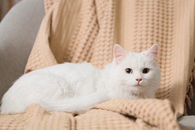 リラックスする白猫