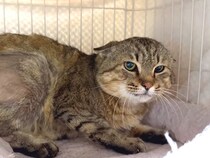 素手で撫でられない保護猫→愛情を与え続けた結果…思わず感動する『まさかの展開』に反響「声と顔のギャップｗｗ」「気持ち伝わるんだね」