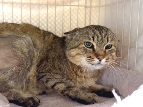 素手で撫でられない保護猫→愛情を与え続けた結果…思わず感動する『まさかの展開』に反響「声と顔のギャップww」「気持ち伝わるんだね」