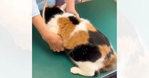 温厚な三毛猫→『動物病院』に連れて行くと……信じられない光景が72万再生「先生も笑っちゃってる」「すっっっごいｗ」と驚きの声続出