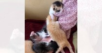 生後1週間の子猫たち→娘が撫でようとすると…『たまらなく愛おしい瞬間』が2644万再生「可愛すぎて心臓がもたない」「とても素敵」