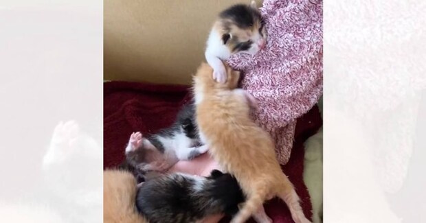 生後1週間の子猫たち→娘が撫でようとすると…『たまらなく愛おしい瞬間』が2644万再生「可愛すぎて心臓がもたない」「とても素敵」