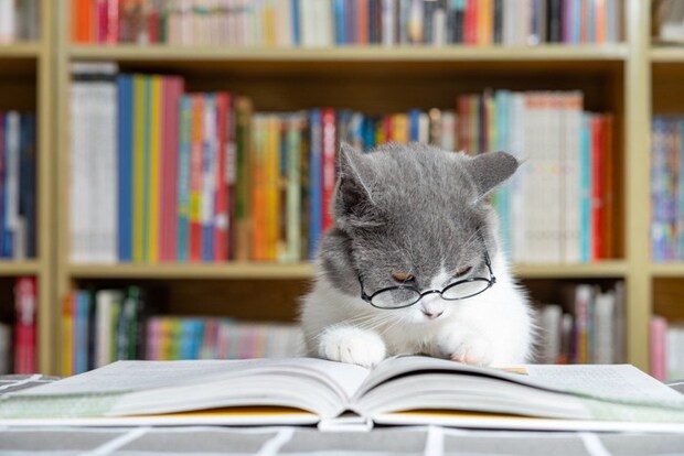 本を読む猫