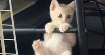 『元気いっぱいな保護子猫』→様子を見ると、手すりのところで…思わず笑顔になる光景に反響「逆上がりの練習ｗ」「将来は体操選手かな」