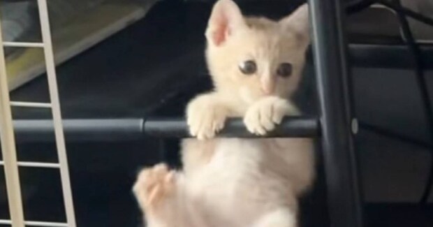 『元気いっぱいな保護子猫』→様子を見ると、手すりのところで…思わず笑顔になる光景に反響「逆上がりの練習w」「将来は体操選手かな」