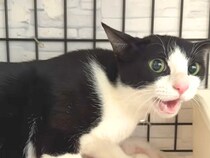 不安のあまり、声がかれるまで鳴き続けた保護猫→諦めずにコミュニケーションをとったら…別猫級の変化と『素敵な結末』に感動「胸がいっぱい」
