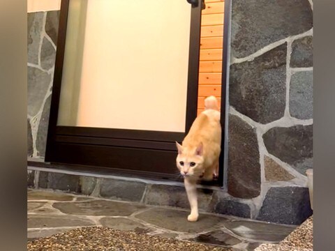 お風呂に入っていたら、ネコが扉の向こうに見えて…次の瞬間見せた『まるで人間のような行動』が30万再生「マッチョすぎない?」「滑らかw」