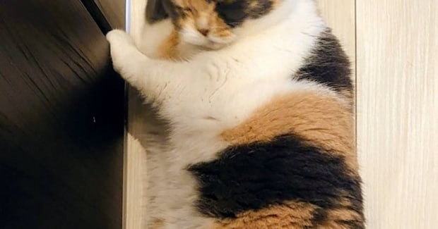 ふと足元を見てみると、『床でくつろいでいた猫が…』予想外の『愛らしいポーズ』に1万いいねの反響「やばいかわいい」「めちゃめちゃ可愛い」