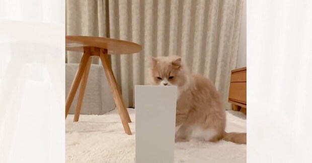 ファイルボックスを置いておいたら、猫が……思わず笑みがこぼれる『まさかの光景』に「びっくりしたw」「すごい可愛すぎるw」と反響