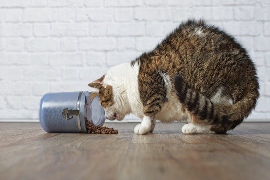猫が食べすぎてしまう『危険な過食』の原因3つ 病気の可能性から対処法まで解説