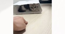紙袋の中に隠れる子猫→飼い主さんが指を出すと…とんでもなく癒される『動き』が200万再生「可愛すぎてたまらん」「ヒットアンドアウェイｗ」