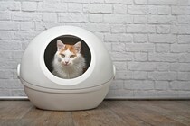 猫がトイレ中に見せる『危ない行動』7つ　病気のサインかも？飼い主がチェックすべきポイント