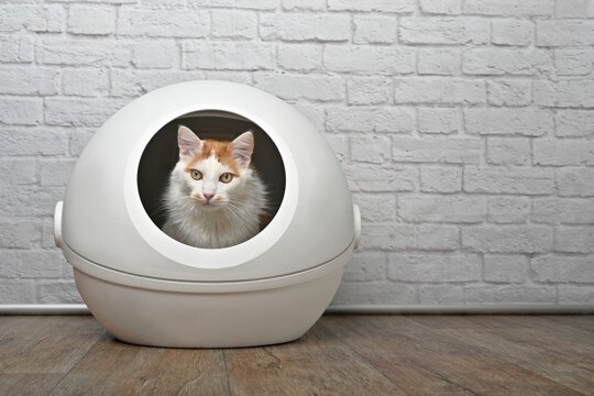 猫がトイレ中に見せる『危ない行動』7つ 病気のサインかも?飼い主がチェックすべきポイント