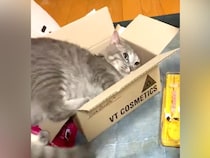 何が何でも小さめの段ボールに入りたいネコ…想像以上に『無理やりすぎる光景』が23万再生「ずっとベスポジ探してんのｗｗ」「うん、尊い」