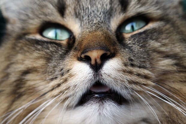 猫の顔のアップ