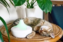 猫の乾燥対策に『加湿器』は使っていいの？愛猫が喜ぶ4つのメリットから使い方の注意点まで