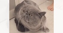 ふわふわの猫を『お風呂』に入れると…笑っちゃう変化と『凄すぎる反応』に「別の猫になる瞬間ｗ」「お利口さんでかわいい」と笑顔になる人が続出