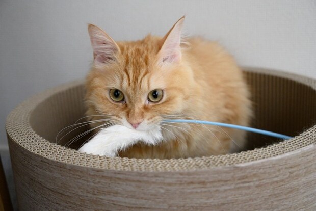 猫じゃらしをくわえる猫