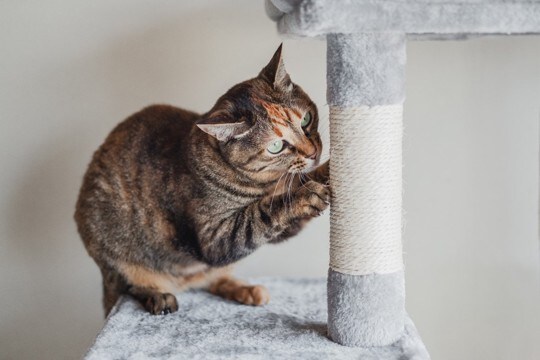 猫を迎える前に『揃えておきたいアイテム』9選　あると便利な理由や使い方のコツもご紹介