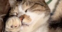 布団に入って眠っていた猫→左手を見ると…『予想外のポーズ』が可愛すぎると18万再生「何の夢見てるんだろう」「もふんもふんしたい」