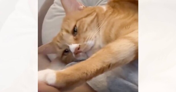 膝の上に乗ってきた甘えん坊な猫→安心しきった表情で…とんでもなく羨ましい光景に「たまらんね」「永遠に見ていられる」と1万いいねの反響
