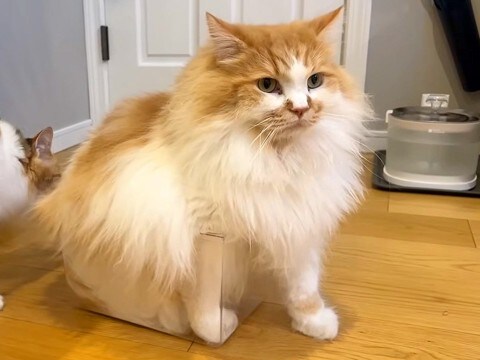 もうすぐ5歳になるネコ→虫かごに入りたくて…強引すぎる『いまだに自分のサイズを理解していない光景』に爆笑「頭しか入ってないよぉーww」