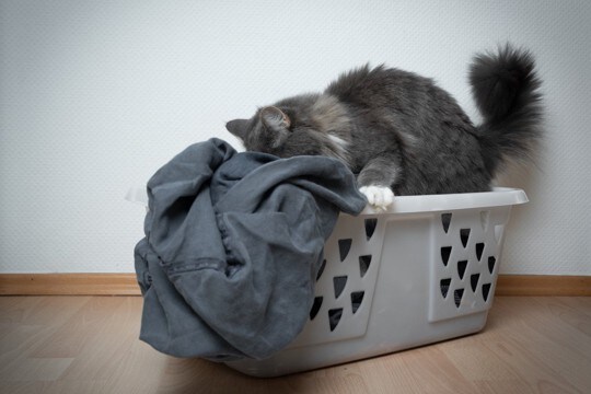 愛猫が『飼い主の服に潜り込む』理由3つ　信頼されている証？考えられる心理まで