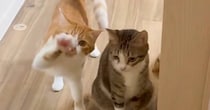 ママが家に帰るとドアの前で猫たちが…可愛すぎる『お出迎えの様子』に１万いいね「招かれてるね～ｗ」「可愛くって倒れる」と癒される人が続出