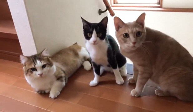 お母さんが『遠くにいる猫の名前』を呼ぶと…あまりにも可愛すぎる光景が68万再生「みんな"ひ"から始まる名前だからw」「最高に愛おしい」