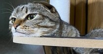 ふとキャットタワーでくつろぐ猫を見たら…別の生き物にしか見えない『驚きの光景』に６万いいね「ろくろっ首」「ネッシーならぬニャッシー」