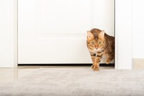 猫が飼い主の『外出を察知』できる理由3つ　愛猫が見ているポイントから適切な接し方まで