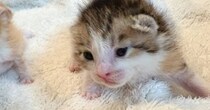 目が完全に開いてきた赤ちゃん猫→『となりにいる子』は…可愛すぎる瞬間に１万いいね「ジワったｗ」「表現がめちゃくちゃ好きｗ」と反響