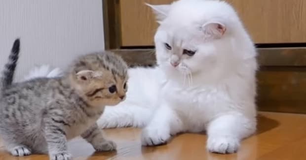 よちよち歩きの赤ちゃん猫をパパ猫のもとに連れて行ったら…『1991万再生突破』の光景に「とっても可愛い」「何度も見たくなる」と絶賛
