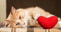愛猫との最期の過ごし方｜どんな心構えで過ごし、どんなことを準備しておくか？【獣医が解説】