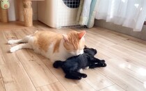 保護子猫が優しい先住猫に初接触した結果…まさかの光景が感動的すぎると６万再生「本当に凄くて涙が出る」「あやし方が神の領域ｗ」