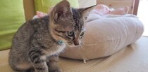 元野良の子猫と赤ちゃんが一緒に暮らし始めた結果…ジーンとくる『愛にあふれた光景』が14万再生「あぁ、涙が出てくる」「素敵な関係」