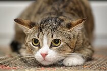 猫に『ごめんね』を上手に伝える方法7選　信頼を取り戻すためのポイントからNG行動まで