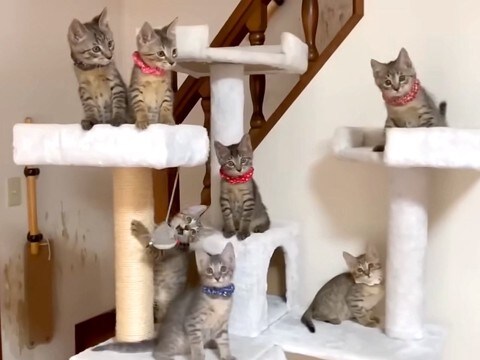 『キジトラ模様の赤ちゃんネコ』7匹を保護した結果→まるで宝物のような『ずっと見ていたい光景』に反響「ツリー最高」「可愛いわちゃわちゃ」