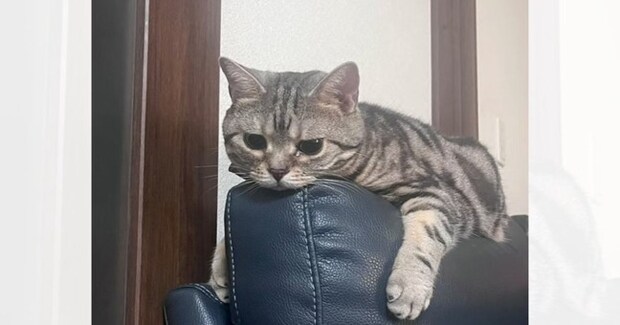 奥さんの実家の猫をあずかって『2日目』になると…まさかの光景に「うらやましい」「自分の居場所を作ってるw」と12万再生の反響