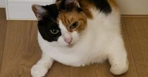 深夜、ベッドにいるはずの猫がいなくて探していたら…電気をつけた瞬間の『まさかの光景』に爆笑「にじり出る感じがたまらないｗ」「笑った」