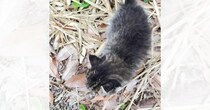 ワンコの散歩中に草むらから出てきた子猫を保護→病院に連れて行くと…獣医師による『まさかの診断結果』に２万いいね「名医」「不治の病だ」