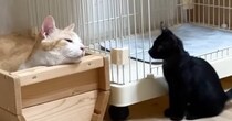 先住猫が箱の中で眠っていると、保護子猫がやってきて…思わず涙がでるほど『尊すぎる瞬間』に「感動した」「マタタビ成分でもあるのかなｗ」