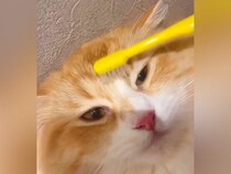 濡れた歯ブラシでネコを撫でると『赤ちゃんの頃を思い出す？』→検証したら…まさかの光景が139万再生「可愛すぎるっ泣」「やってみたい」と絶賛