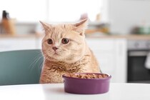 猫がご飯を『好き嫌い』するときの対策4つ　選り好みの原因から健康への影響まで