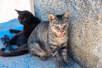 猫の『呼吸が苦しそう』なときに考えられる原因5つ　病気の可能性や対処法まで解説