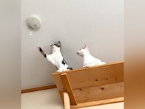 キャットウォークの幅を増やした結果→猫の前足が『火災報知器』に届いてしまい、次の瞬間…『まさかの光景』に爆笑「安全確認は大事だにゃ」