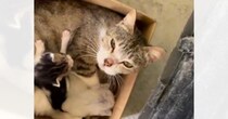 『ゴミ捨て場に親子で捨てられていた猫』が保護された結果…幸せになるまでの軌跡に感涙の声「見つけてもらえてよかった」「心からありがとう」