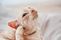 猫から人にうつる皮膚病『疥癬』とは？主な症状や治療法、予防策まで解説