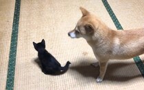 子猫のベビーシッターをする心優しい柴犬…『本当の親子のような2匹の光景』に涙が出ると393万再生「何回見ても泣ける」「無償の愛だね」