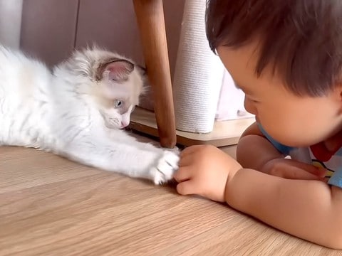 赤ちゃんと『小さな保護子猫』が向かい合って…同じ目線で見せた、想像以上に『心温まる光景』が尊いと話題「仲良しすぎる」「同級生コンビ」